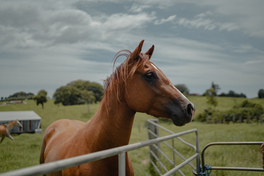 a brown horse standing next to a metal fence