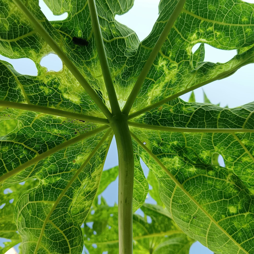 a close up of a large green leaf