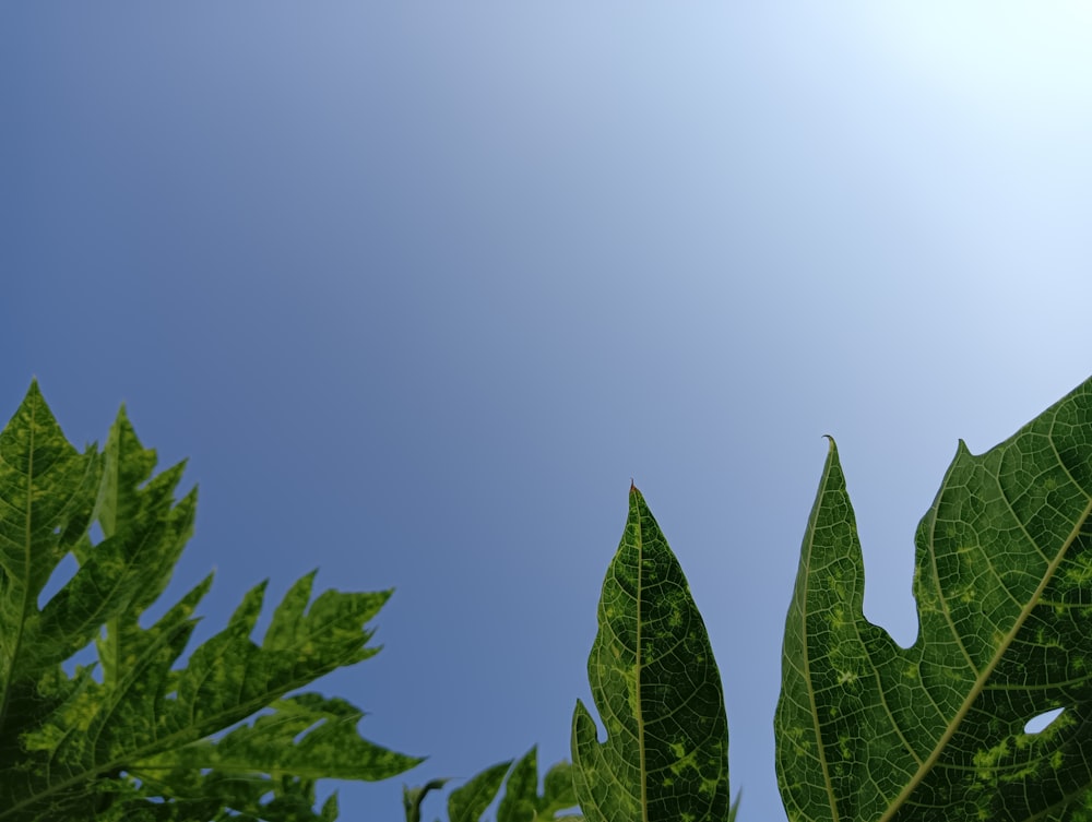 a green leafy plant with a blue sky in the background