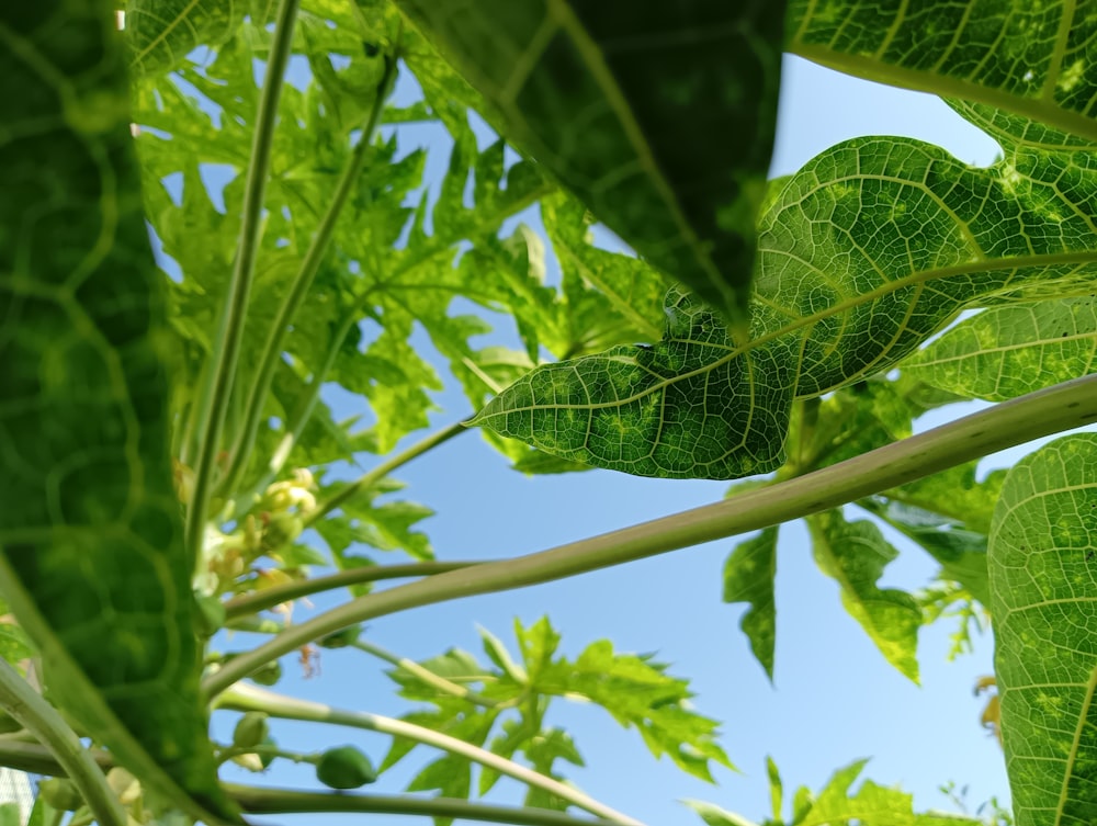 a close up of a green leafy plant