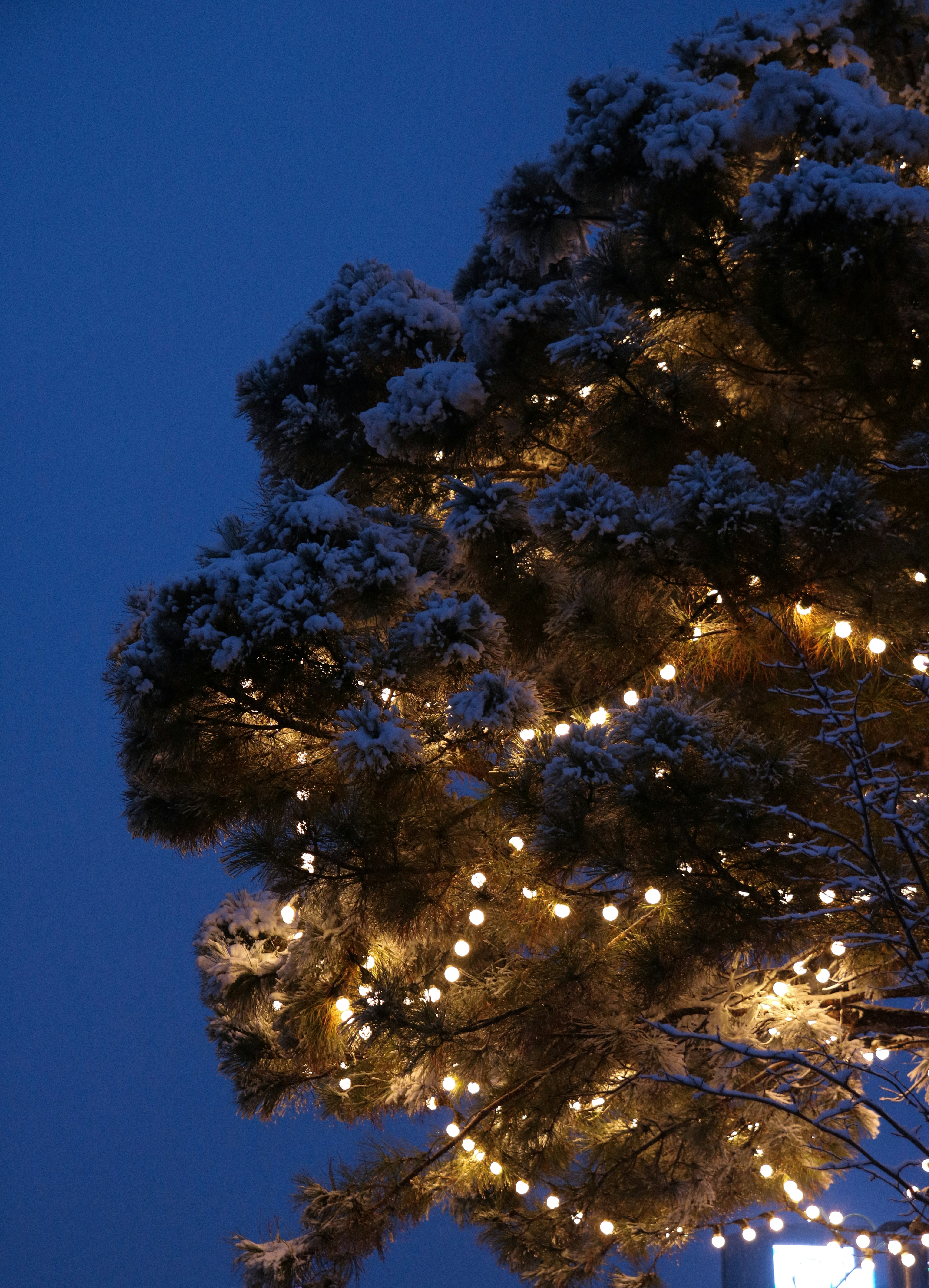 a tree covered in snow with a clock tower in the background