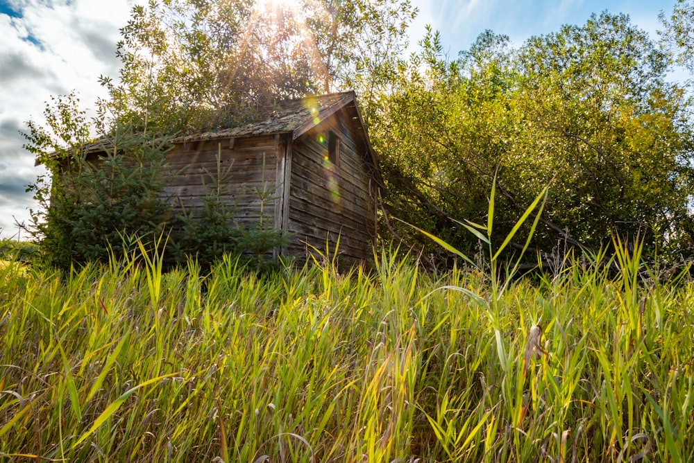 an old shack in a field of tall grass