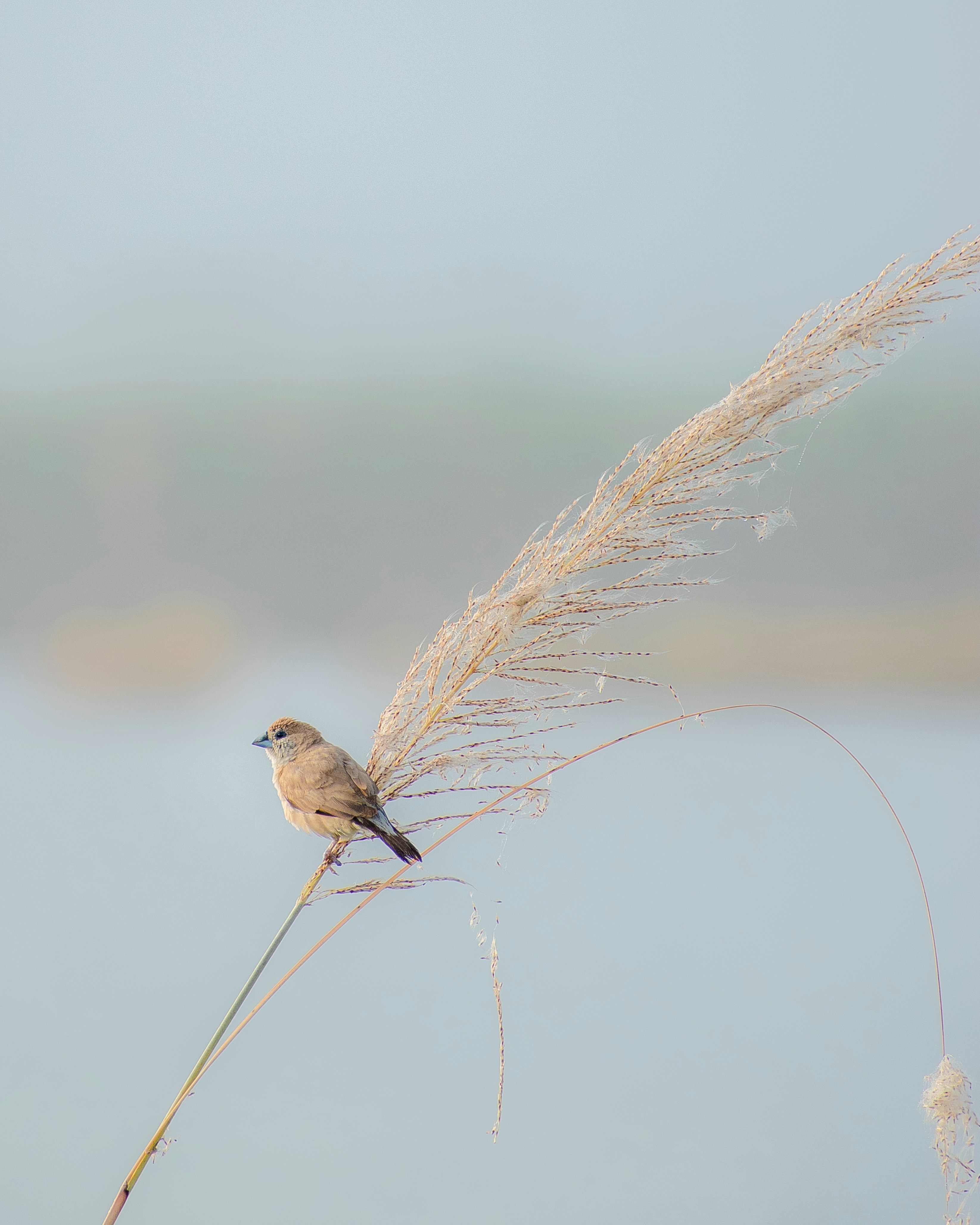 a small bird sitting on top of a dry grass plant