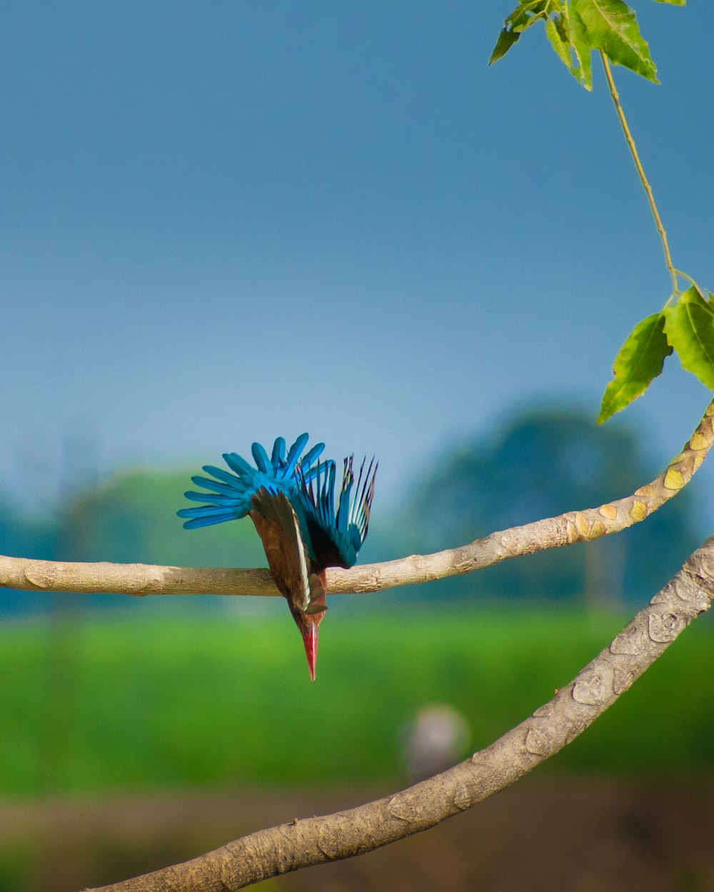 a blue bird with a long tail sitting on a branch