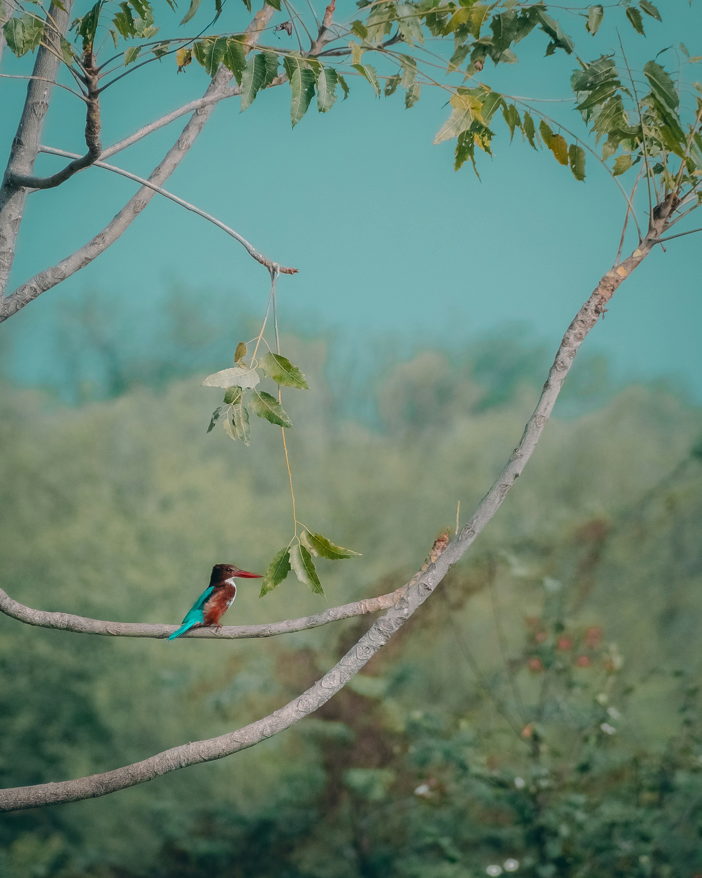 A colorful bird perched on a tree branch photo – Free Animal Image on ...