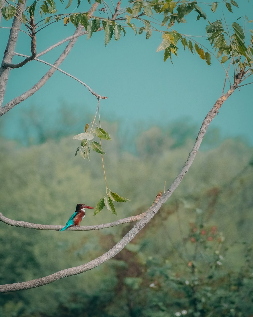 a colorful bird perched on a tree branch