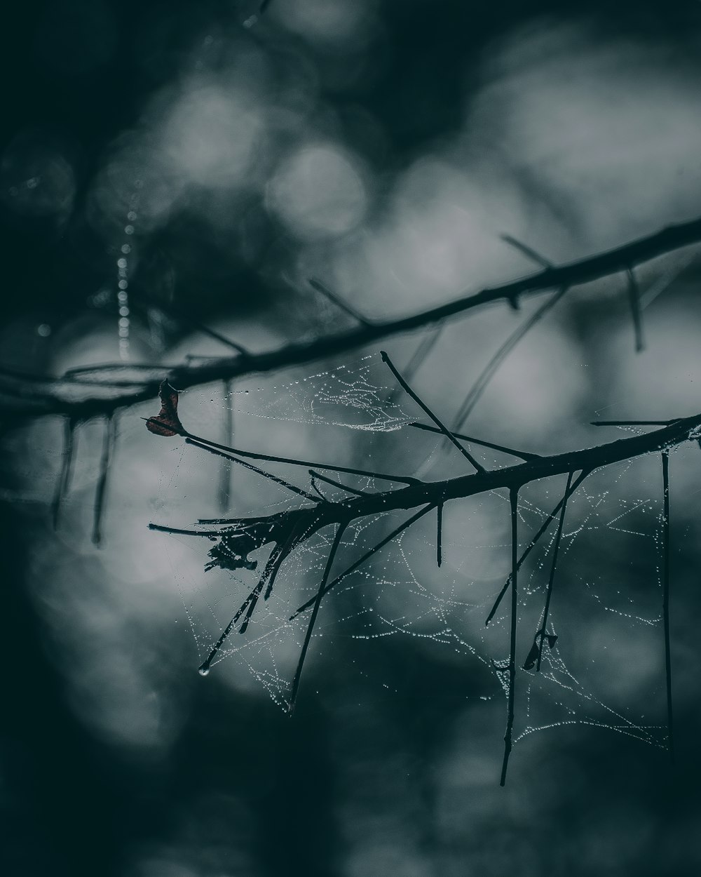 a close up of a tree branch with drops of water on it