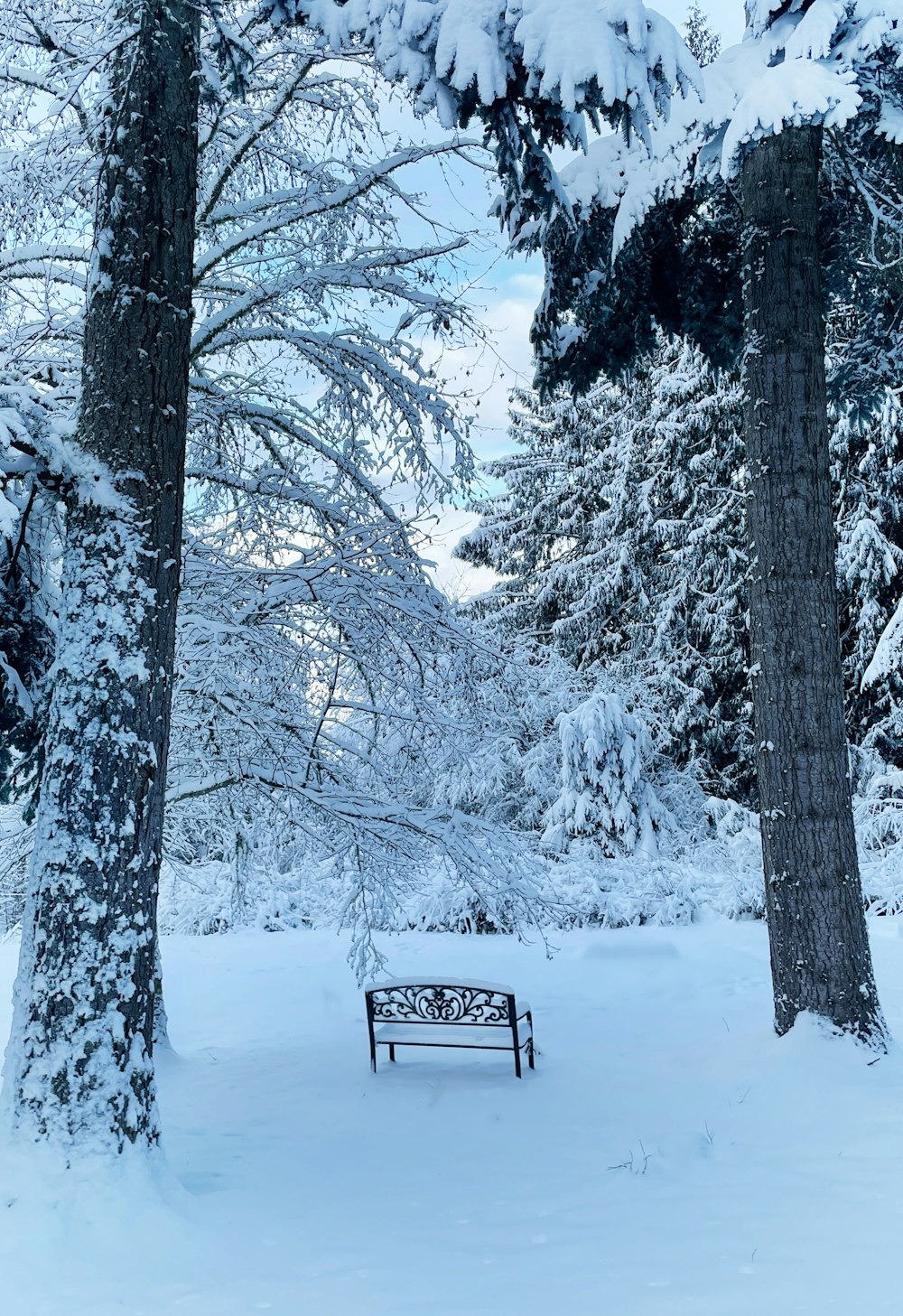 a bench in the middle of a snowy forest