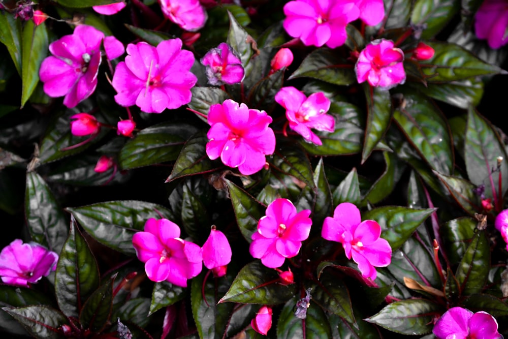 a close up of a bunch of pink flowers