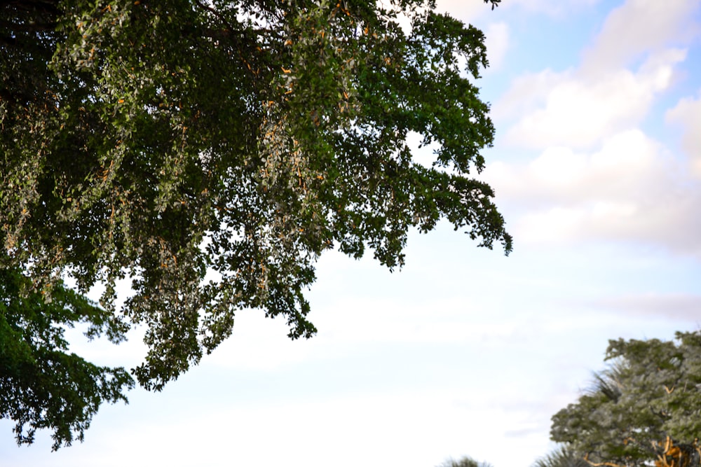 a bench under a tree in a park