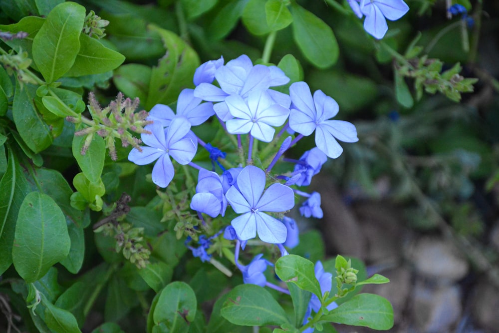 um ramo de flores azuis que estão na grama