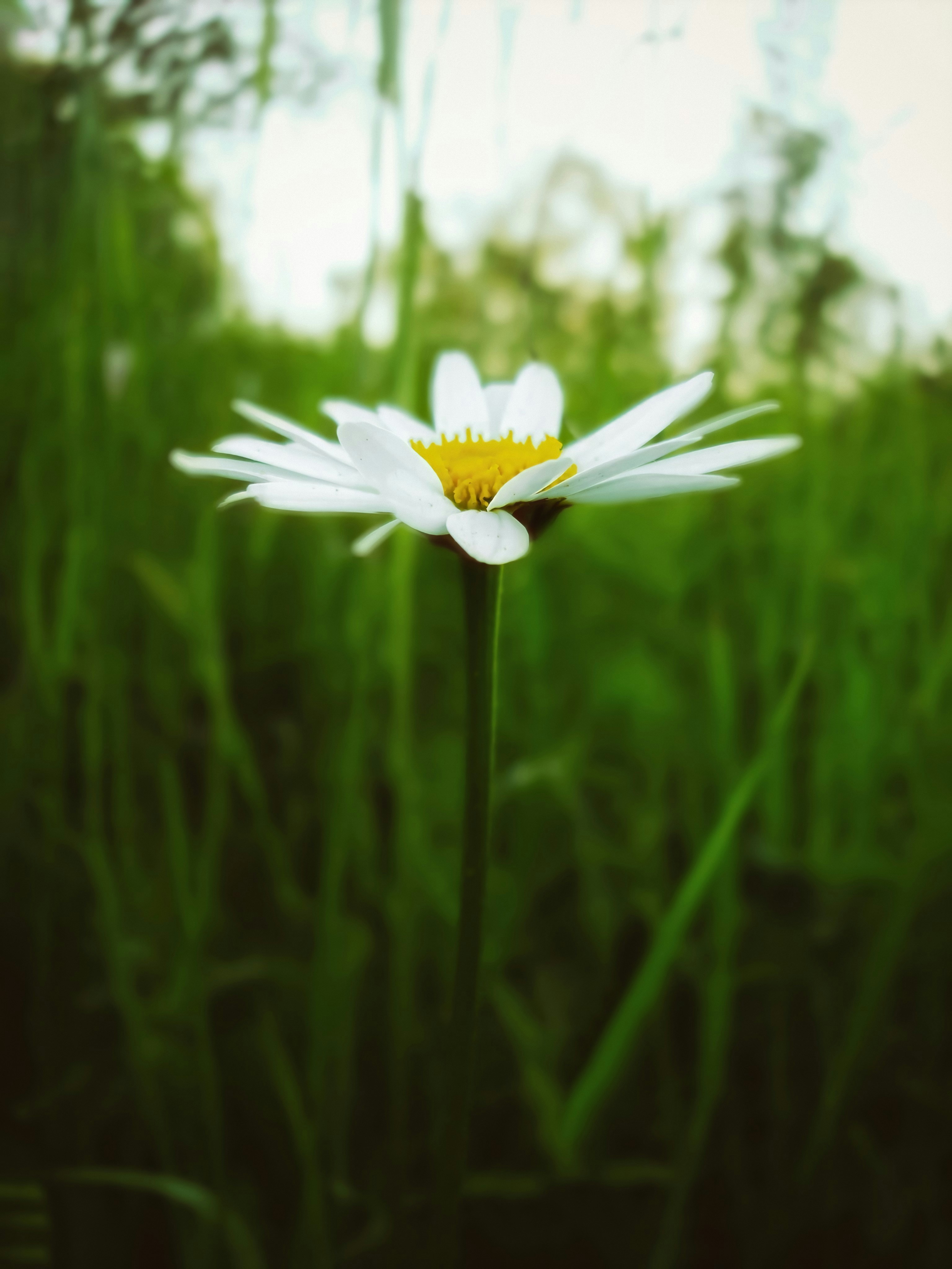 a white flower with a yellow center in a grassy field