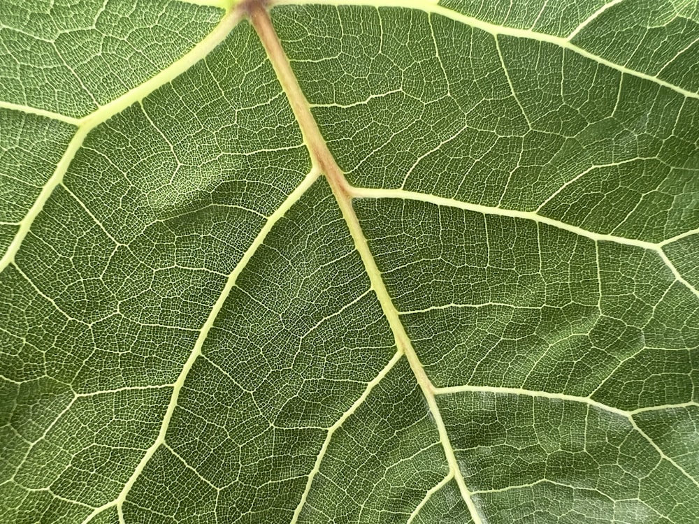 a close up view of a green leaf