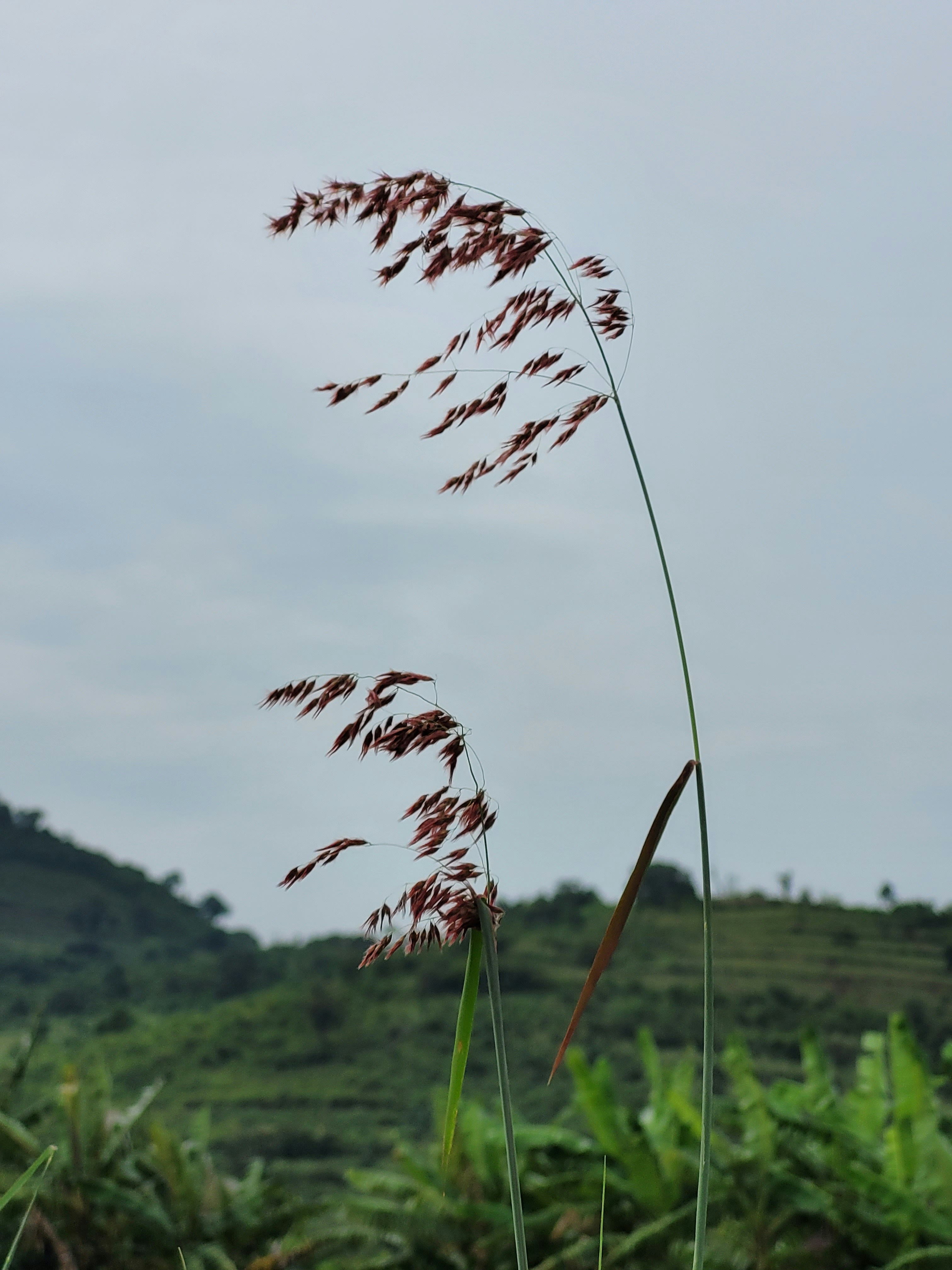 a tall grass plant in front of a hill