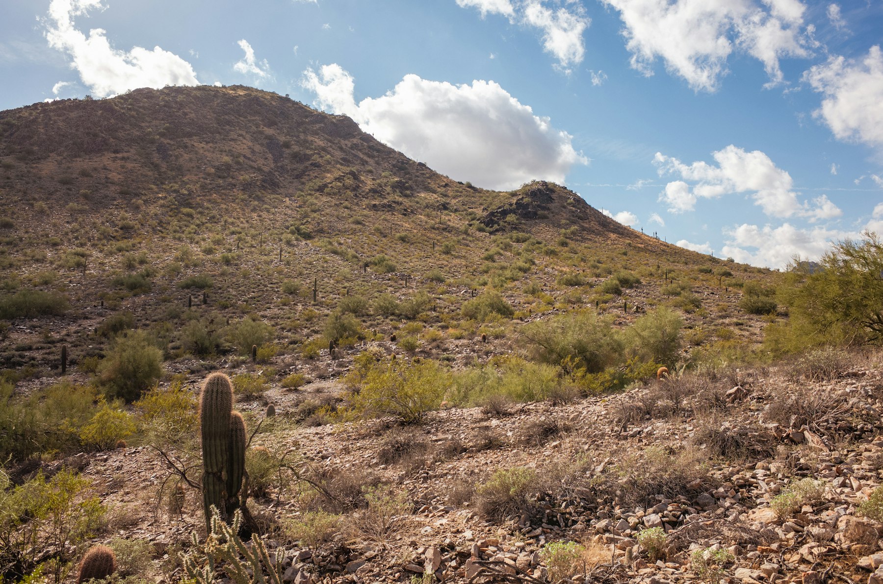 Sonoran Desert landscape with saguaro cacti near Scottsdale, Arizona