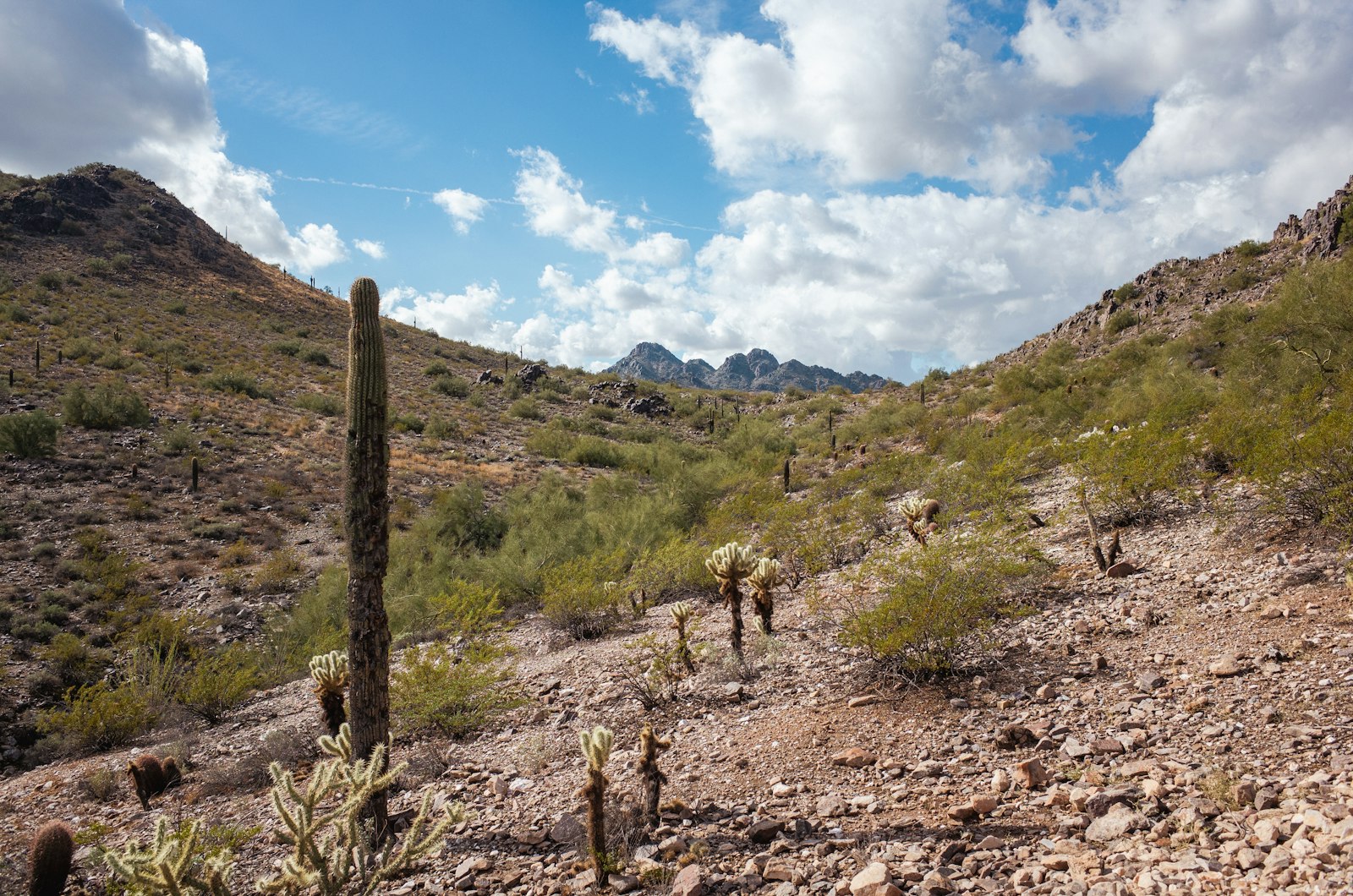 Desert hiking trail winding through saguaro cactus landscape