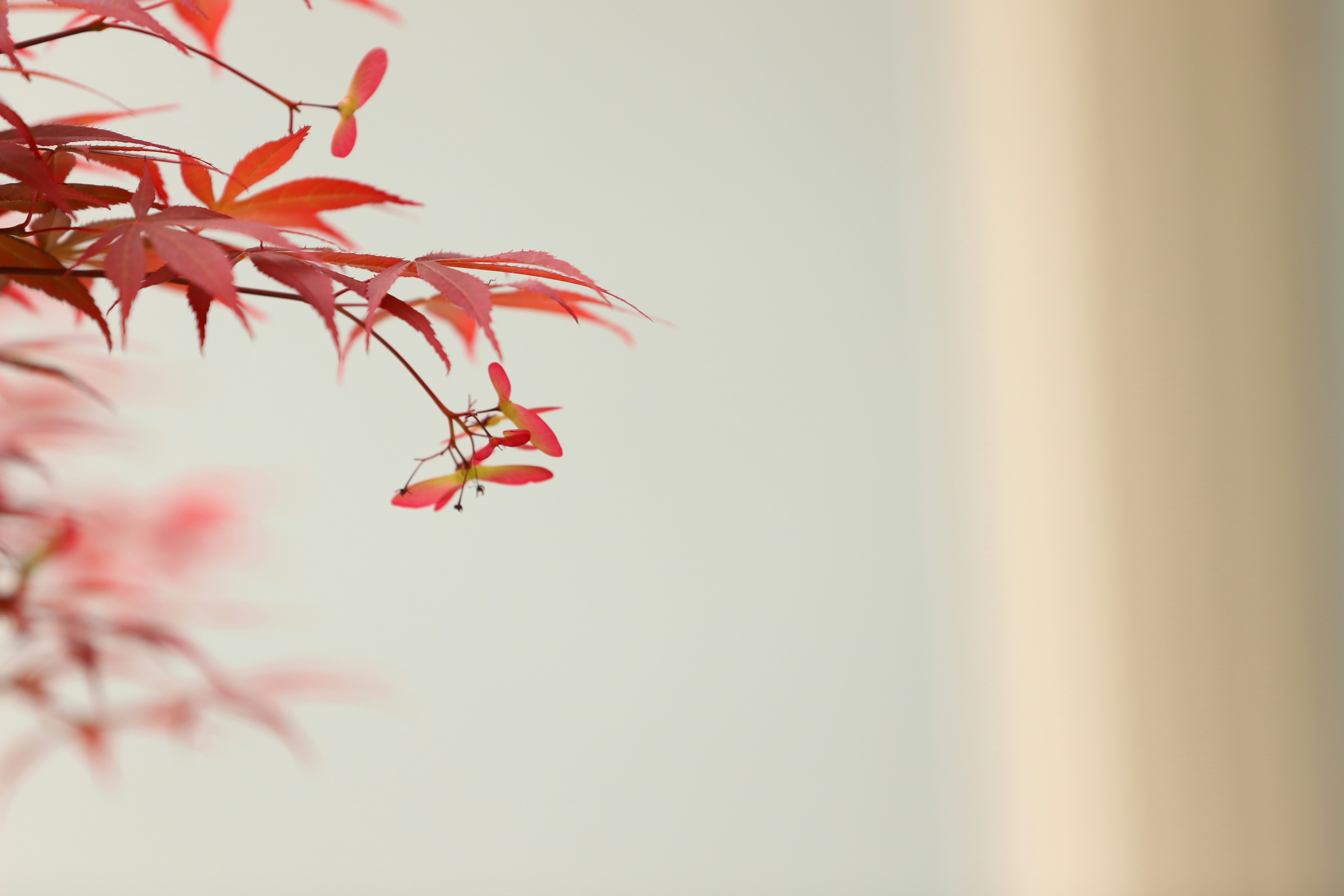 Photo by orange_uncle