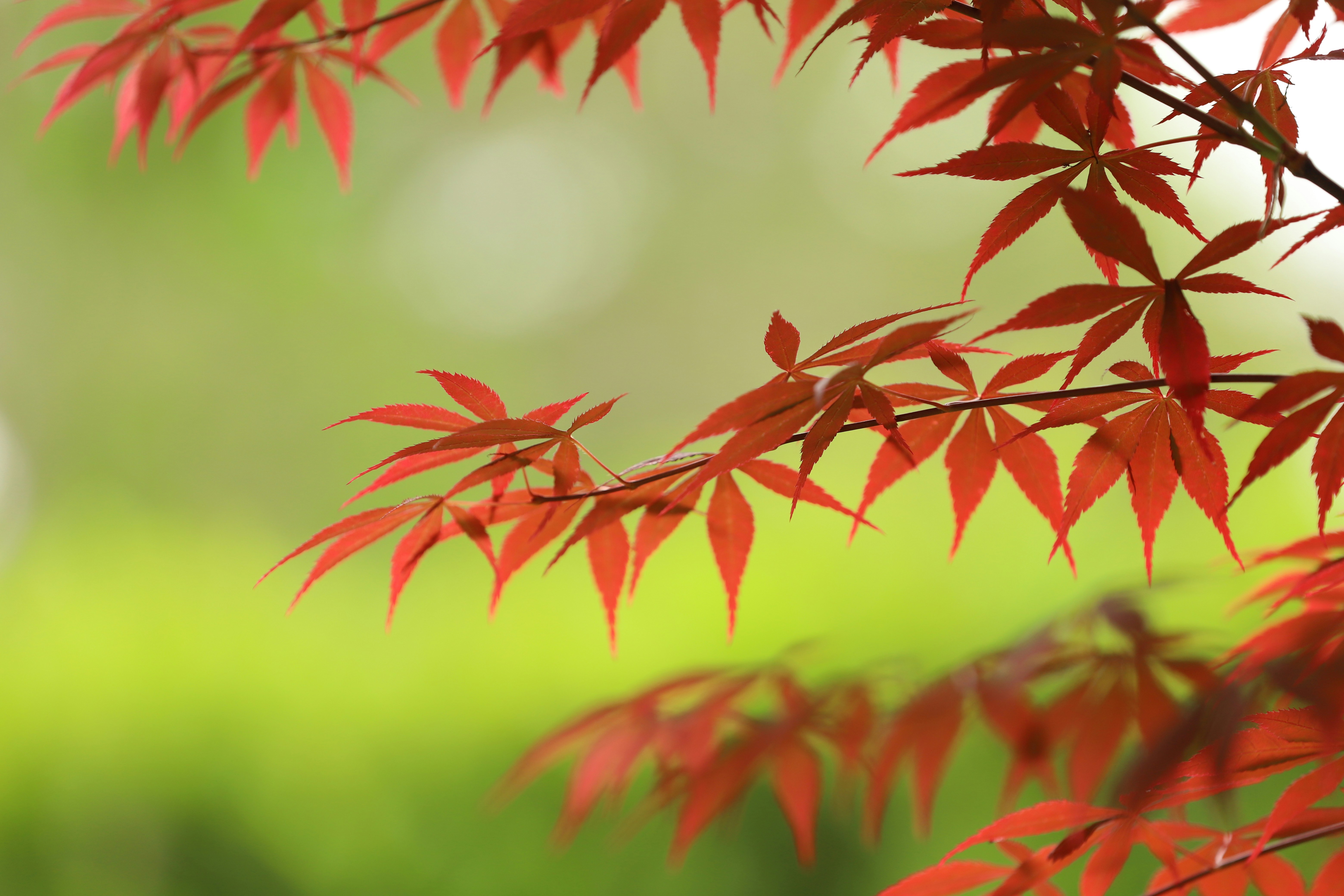 Photo by orange_uncle