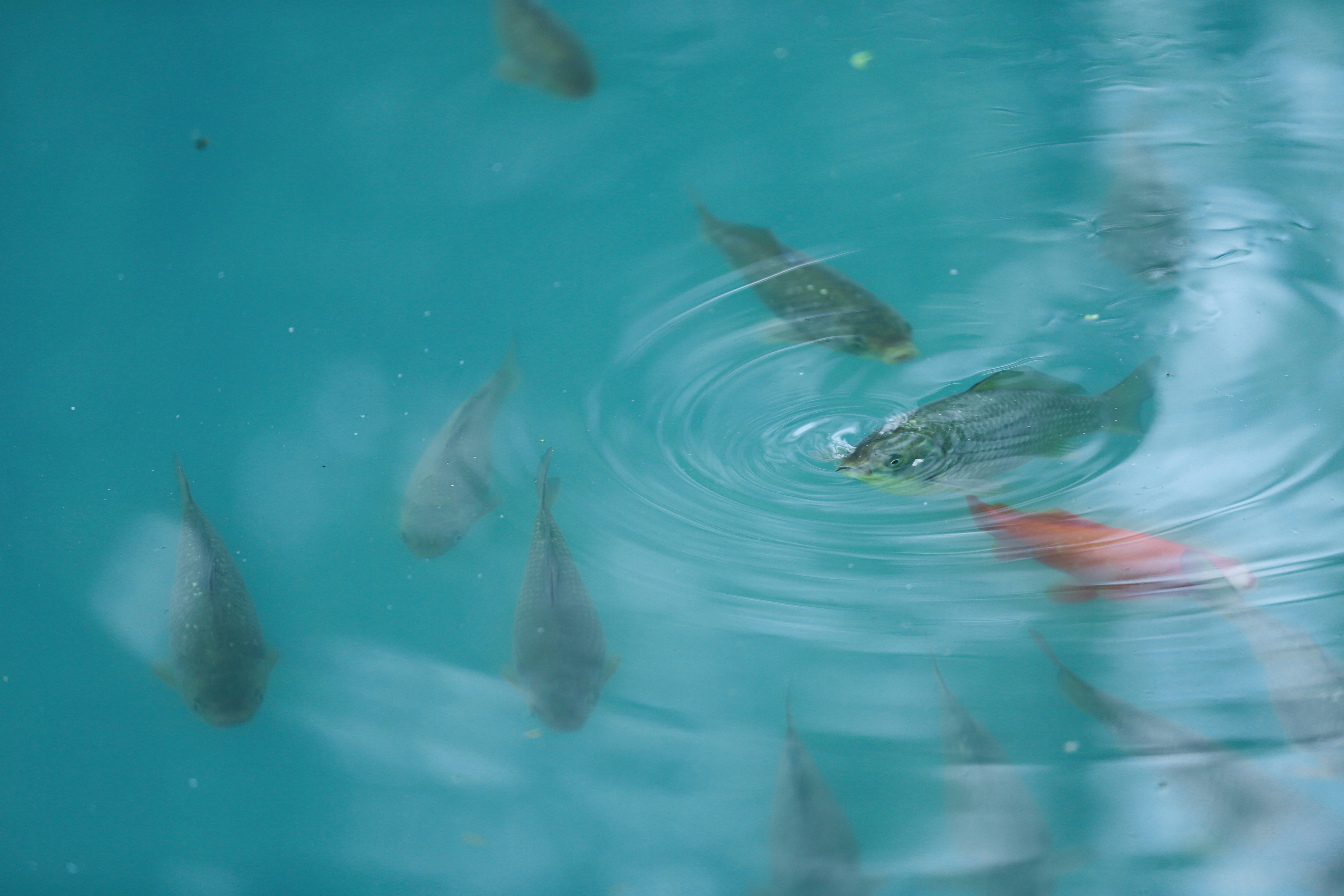 sekelompok ikan berenang di kolam