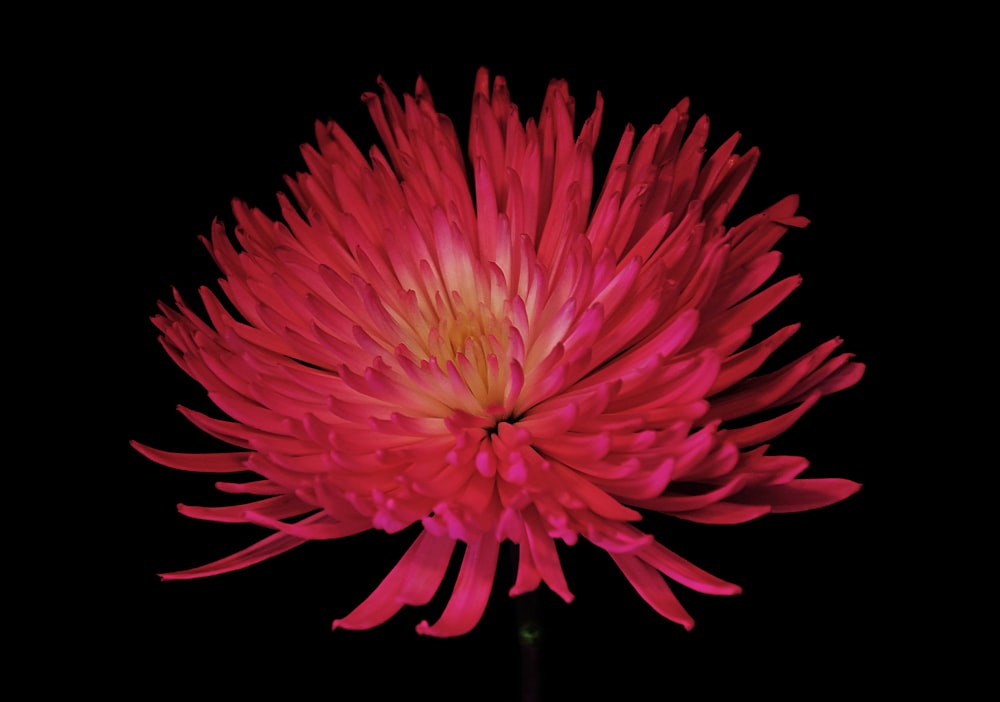 a large red flower with a black background