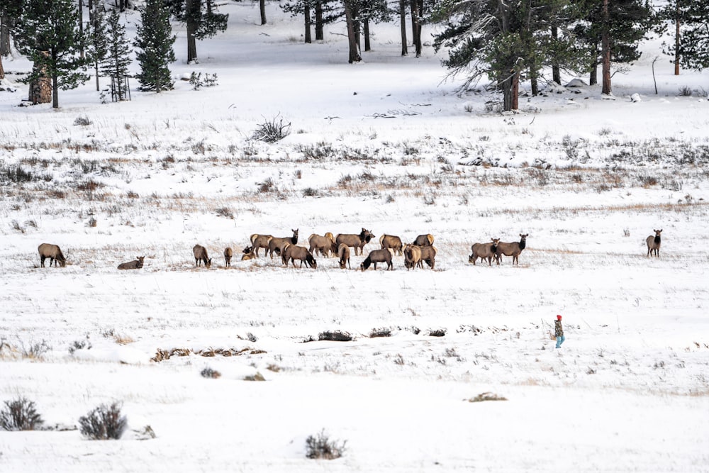 a herd of deer standing on top of a snow covered field