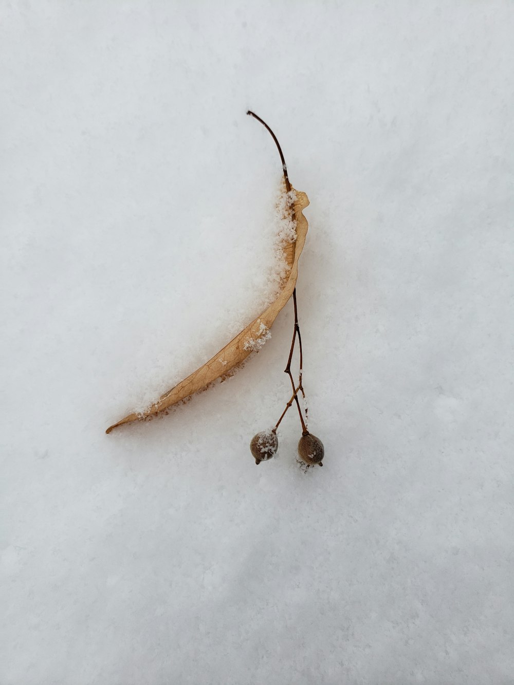 a plant sprouting out of the snow