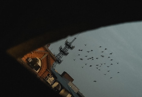 A group of birds flies across a cloudy sky with a partial view of an urban landscape, including a telecommunications tower and the roof of a brick building.