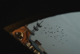 A group of birds flies across a cloudy sky with a partial view of an urban landscape, including a telecommunications tower and the roof of a brick building.