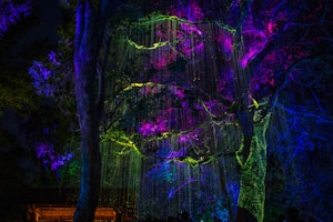 Mushroom Glow