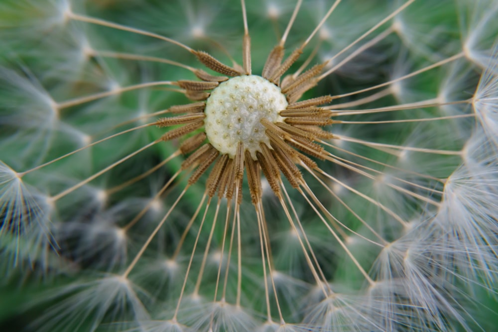 a close up view of a dandelion flower