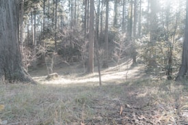 A serene forest scene with tall trees, ample sunlight filtering through the branches, and a soft, misty effect giving a tranquil and calm atmosphere. The ground is covered with grass and small patches of undergrowth, suggesting early morning or late afternoon light.