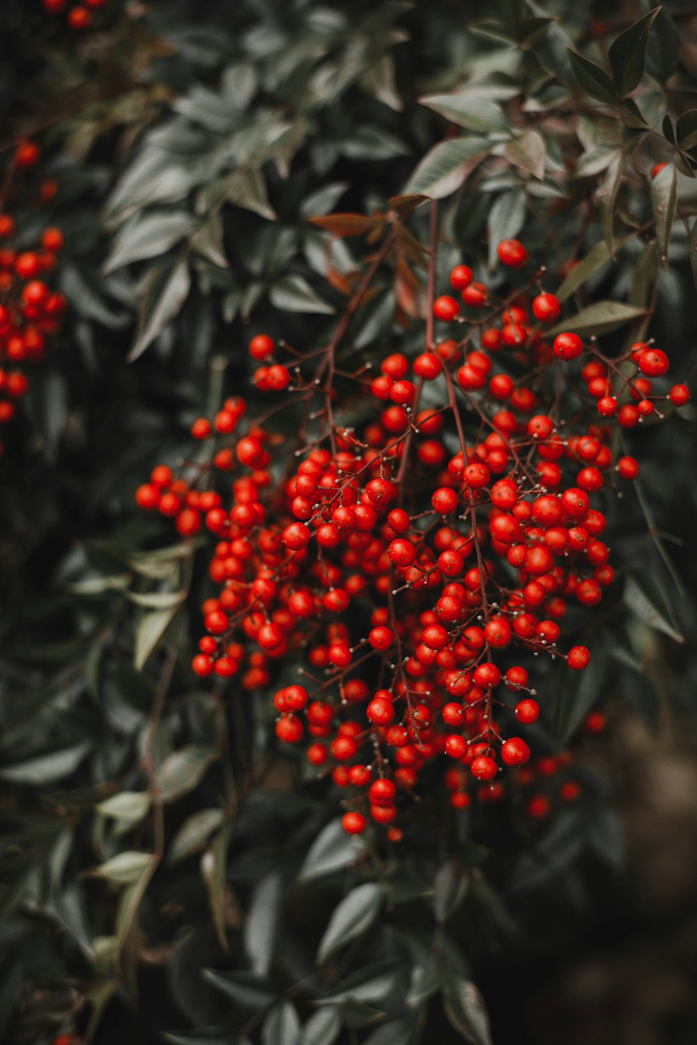 a bunch of red berries hanging from a tree