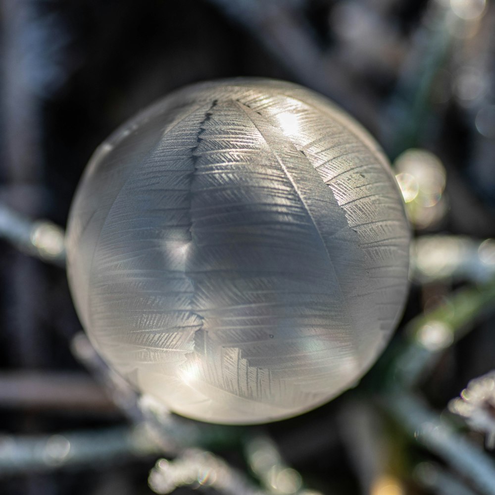 a glass ball sitting on top of a tree branch