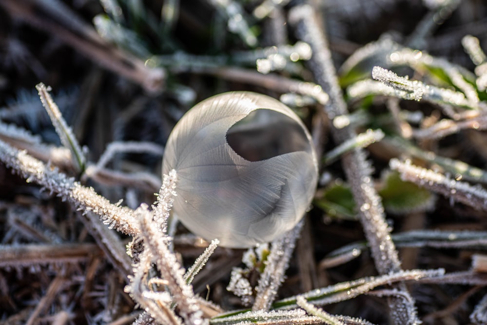 a close up of a frost covered plant