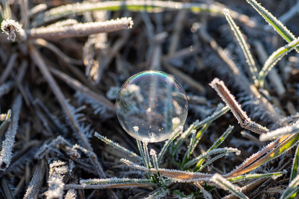 a bubble sitting on top of a grass covered ground