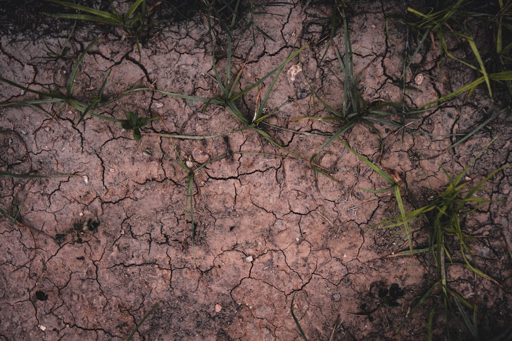 a close up of a dirt ground with grass growing on it