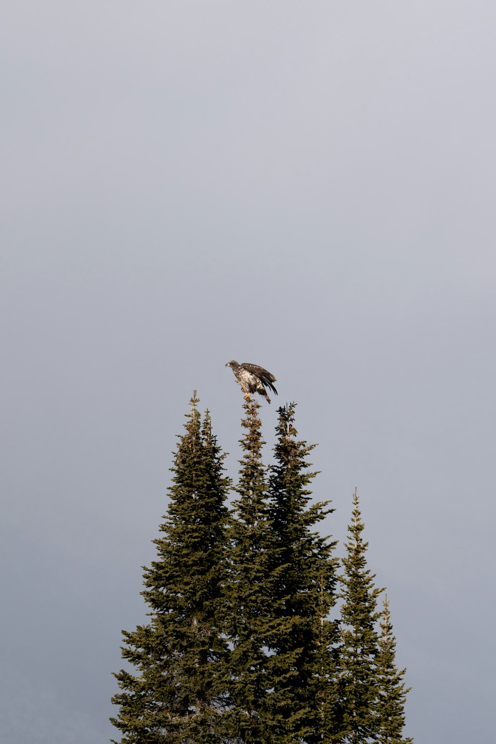 an eagle is perched on top of a tree