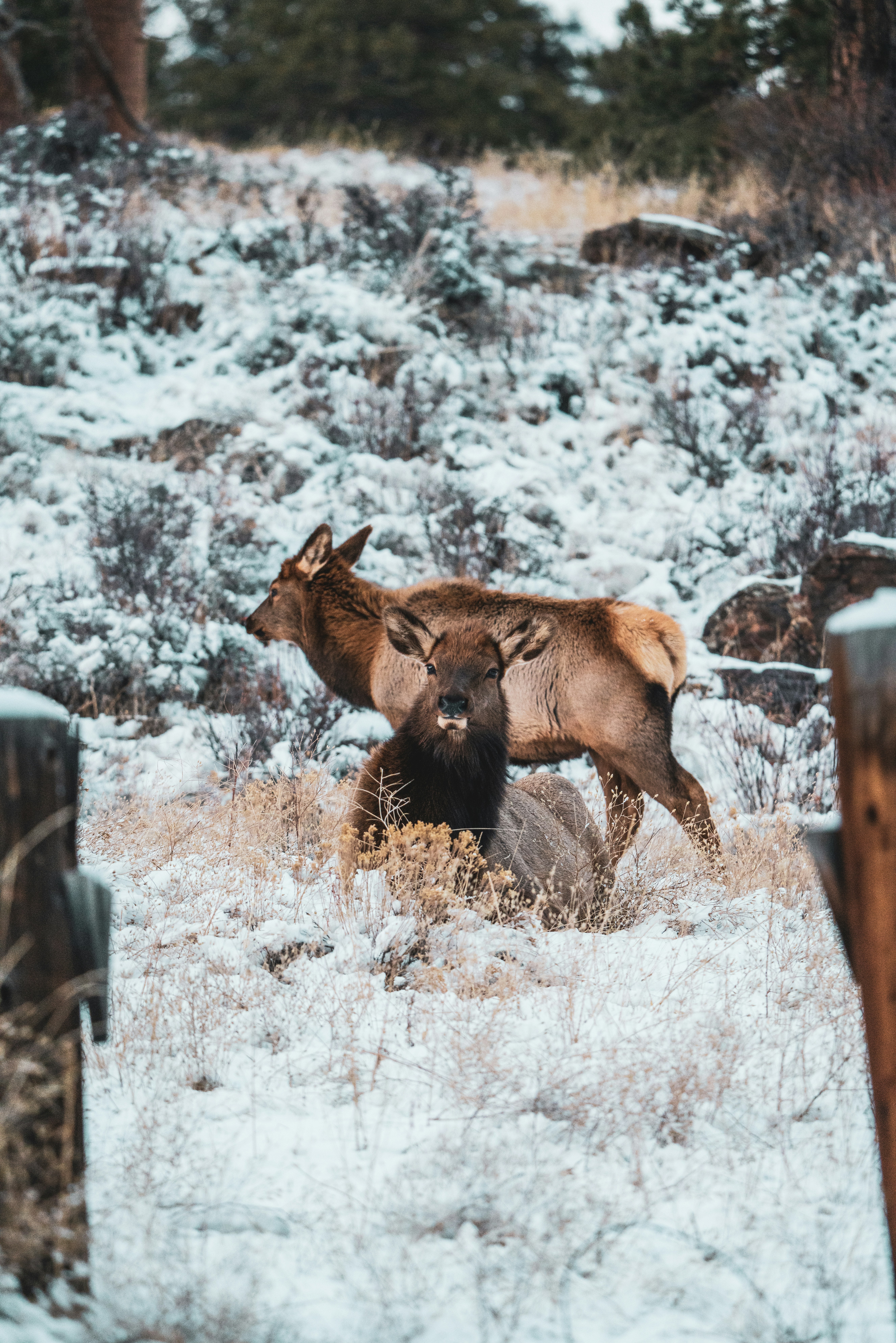Elk at Dusk