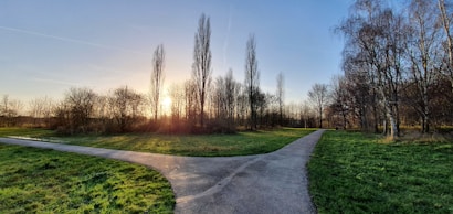 A serene park scene at either sunrise or sunset with tall leafless trees silhouetted against the sky. The grass is lush and green, and a path diverges in the foreground, leading towards the trees. The sky is clear with a warm glow from the sun.