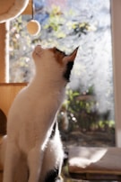 A playful black cat tangled in a ball of yarn on a sunny windowsill.