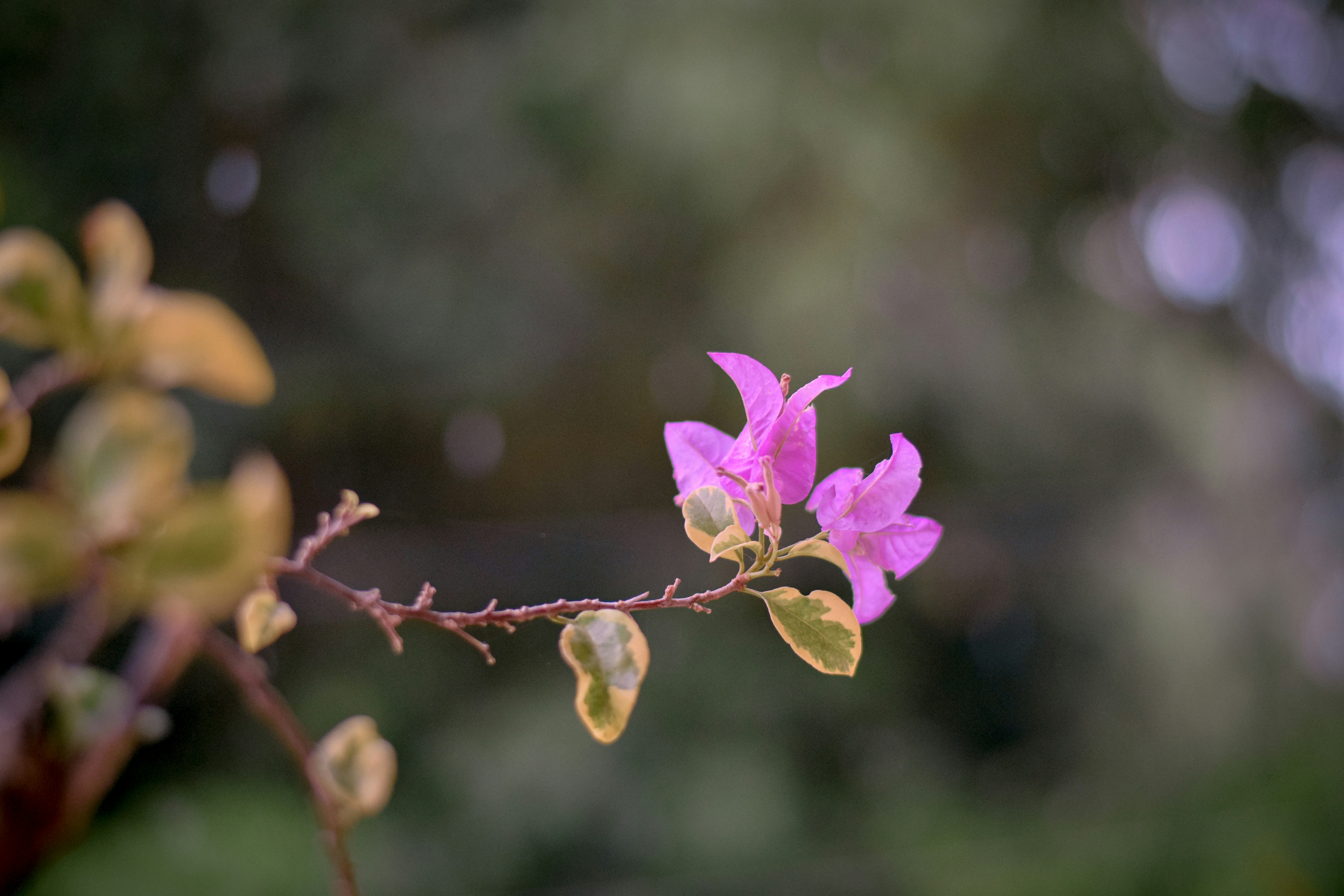 Photo by hydngallery