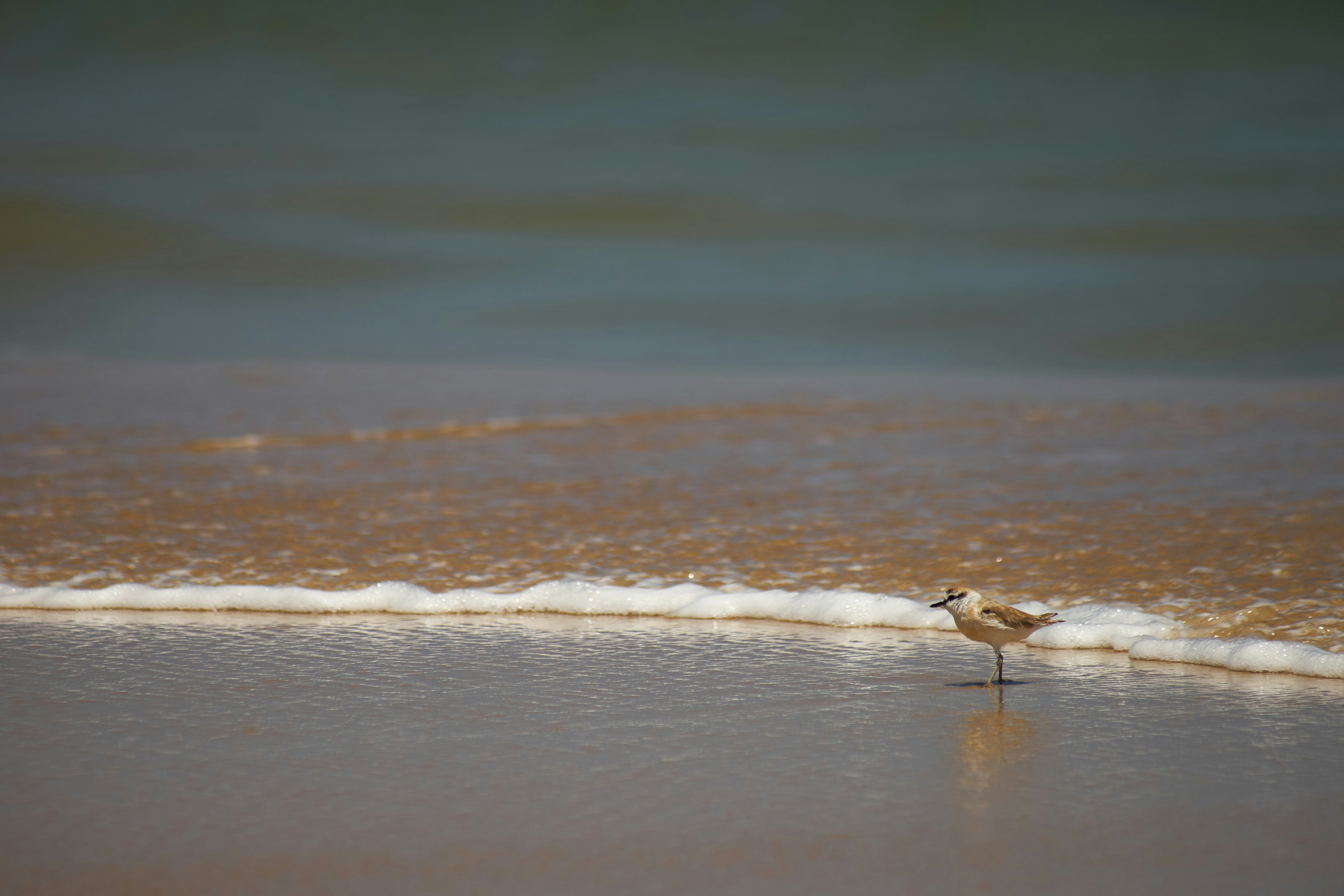 Photo by wolfgang_hasselmann