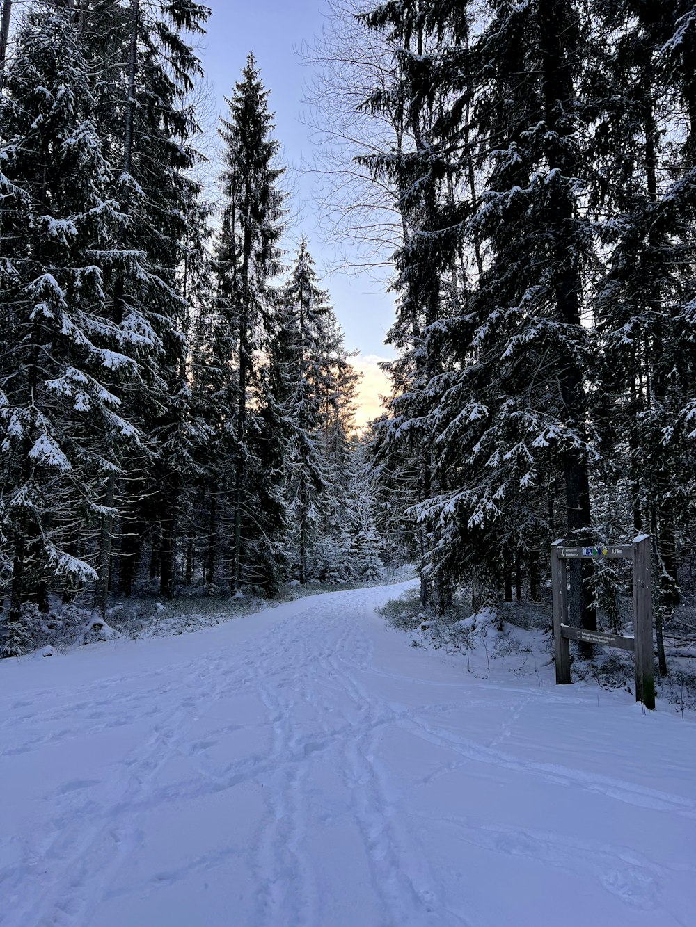 uma estrada coberta de neve rodeada por pinheiros