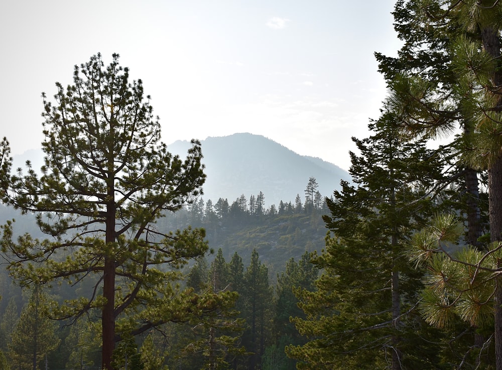 a view of a mountain through the trees