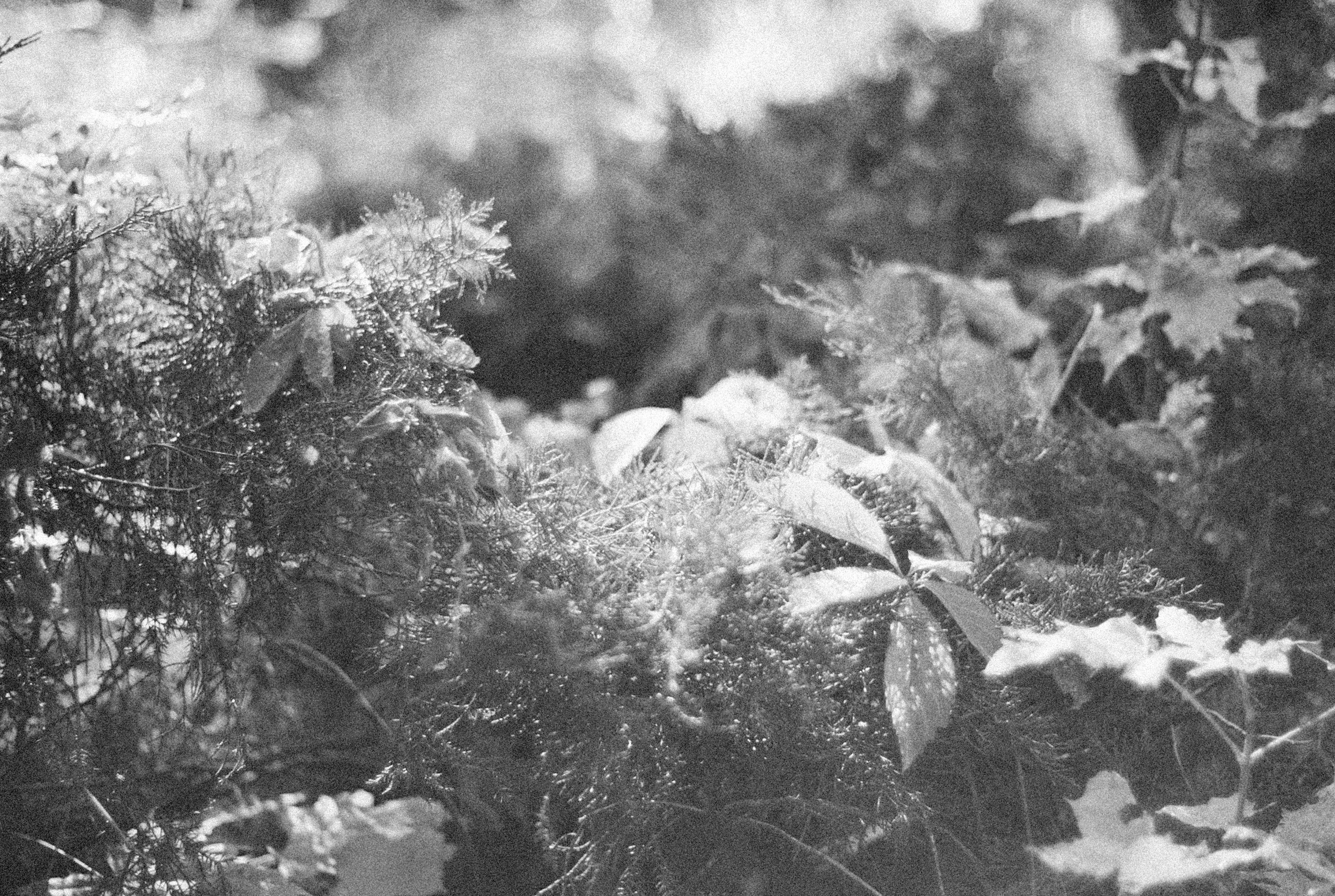 Photo by alexeydemidov