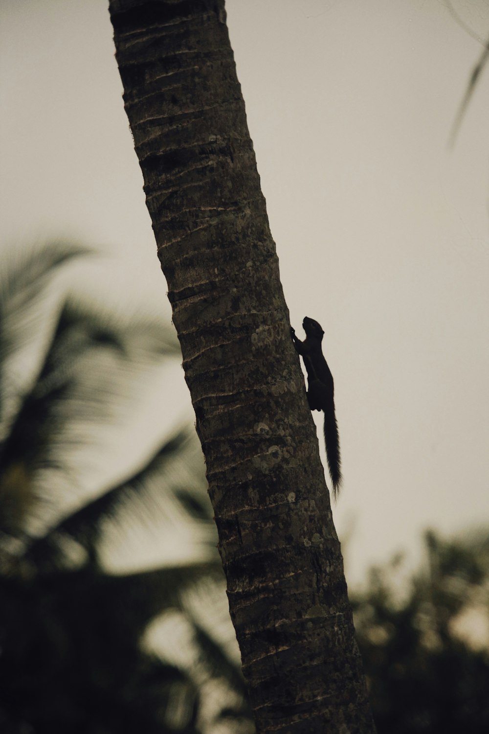a small bird perched on the side of a palm tree
