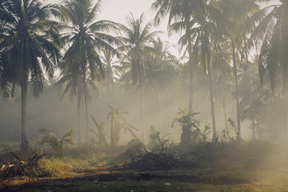 a foggy forest filled with lots of palm trees