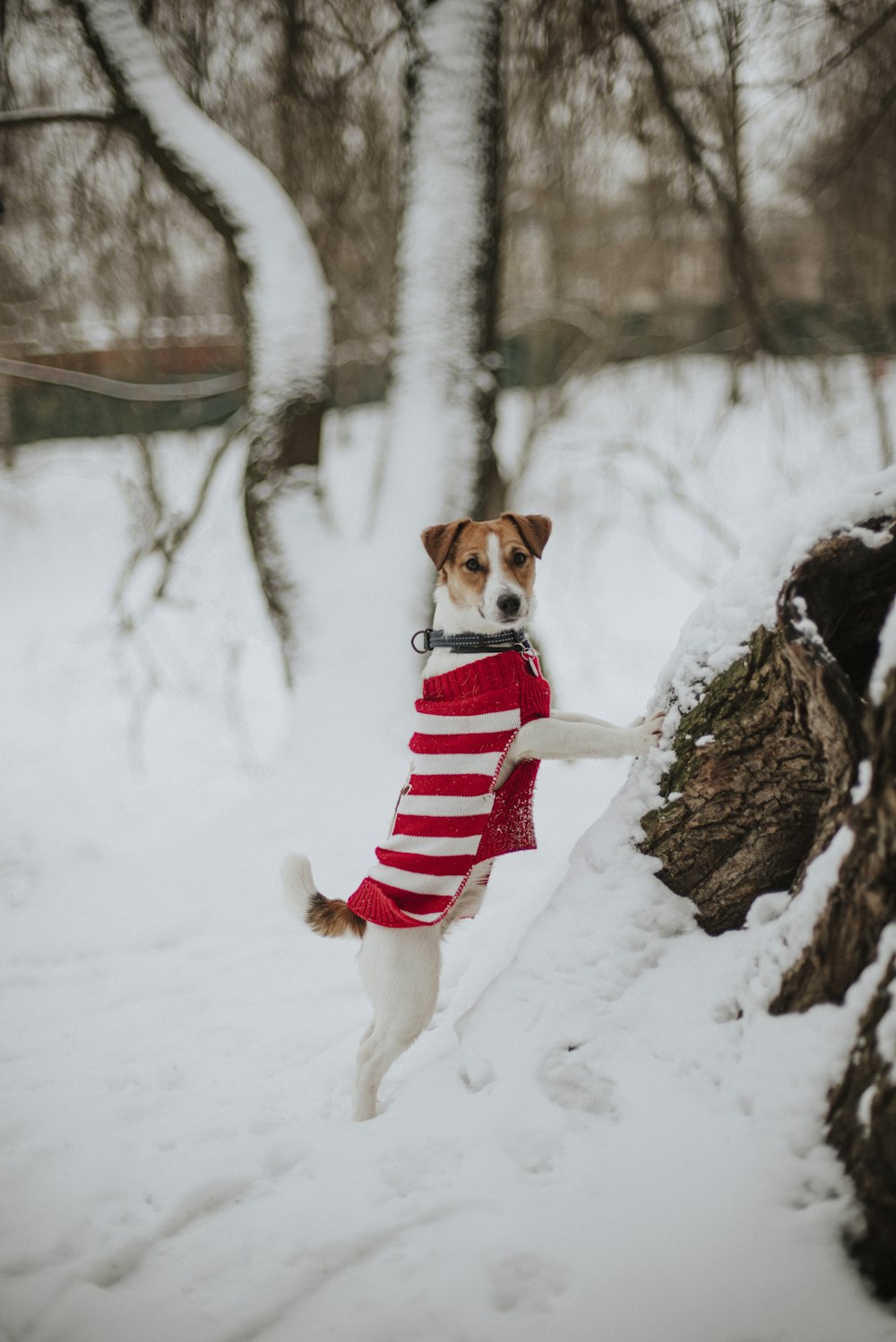 un chien portant un chandail debout dans la neige