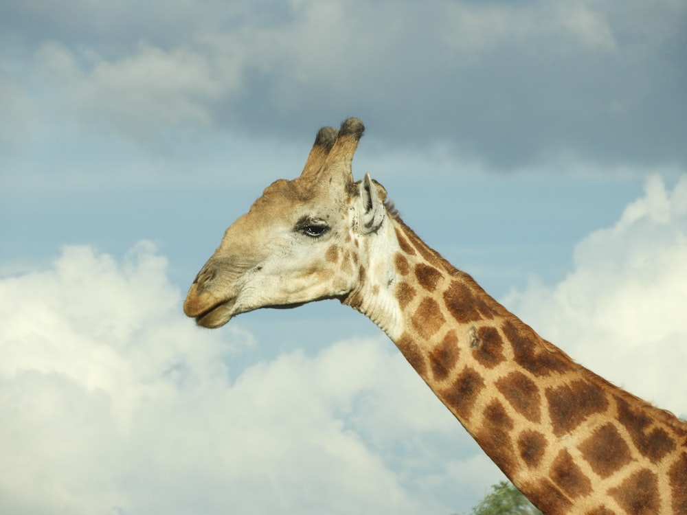 Una jirafa parada frente a un cielo nublado
