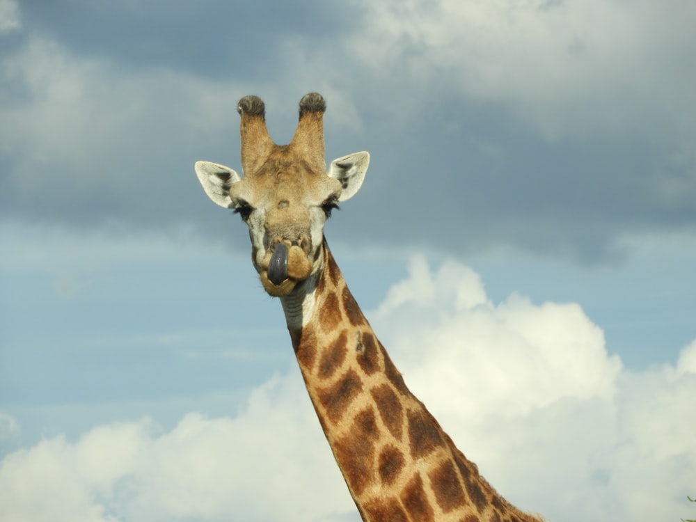 uma girafa alta de pé sob um céu nublado
